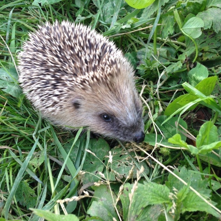 hedgehog friend in the garden