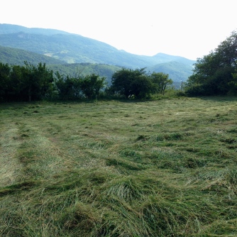 hay cut and drying